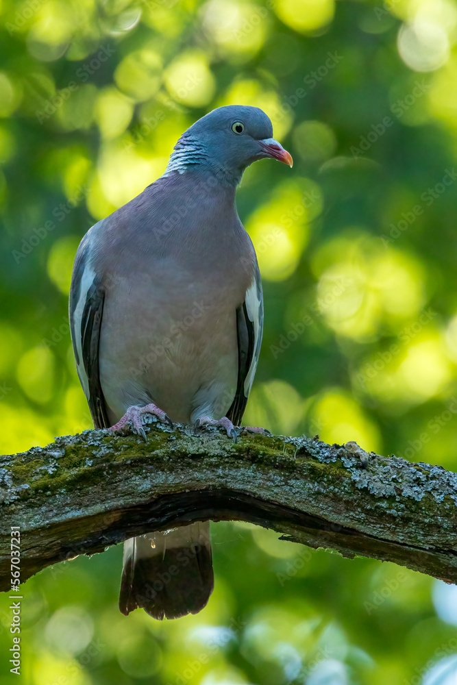 A wood pigeon sitting on a branch of a tree in a forest of the Mönchbruch natural reserve at a sunny day in summer. A wood pigeon sitting on a branch of a tree in a forest of the Mönchbruch natural reserve at a sunny day in summer.