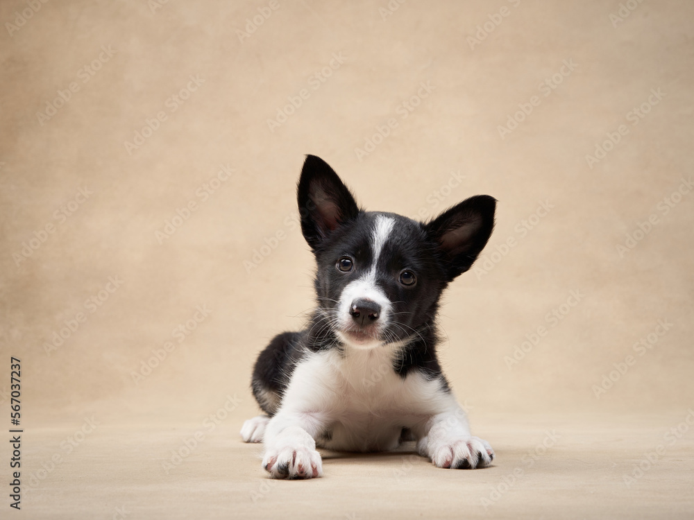 playful puppy on a beige background. one month old border collie in studio. Dog in studio 