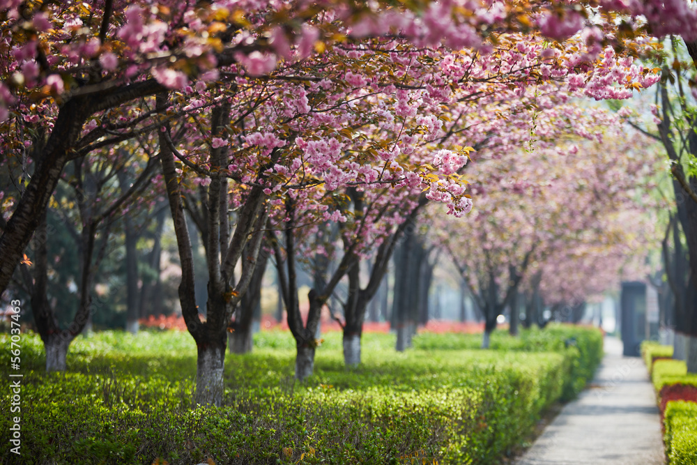 Naklejka premium spring in the park
