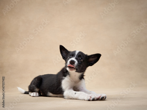 playful puppy on a beige background. one month old border collie in studio. Dog in studio  © annaav
