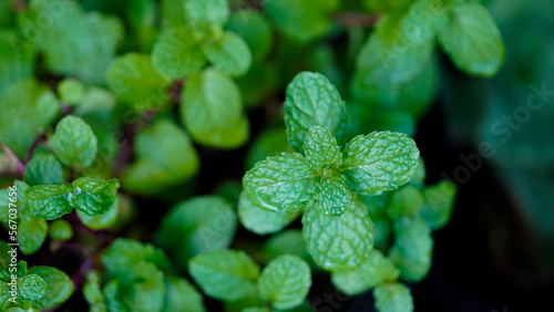 Fresh peppermint trees in organig garden. photo