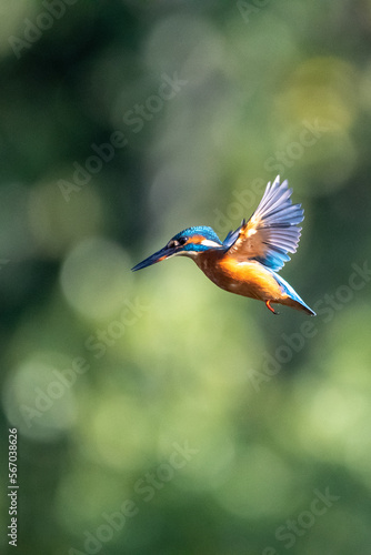 Female common kingfisher hovering/flying over water, against a green background. At Lakenheath Fen nature reserve in Suffolk, UK © Christopher Keeley