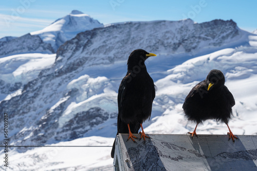 Two alpine choughs in front of snowy mountains at Jungfraujoch