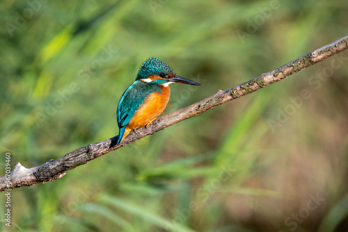 Female common kingfisher perched on a branch against a green flora background. At Lakenheath Fen nature reserve in Suffolk, UK