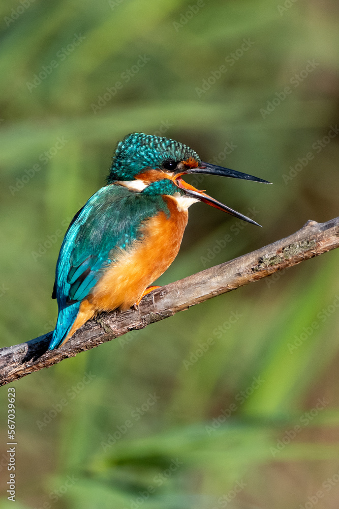 Common kingfisher with squawking with open beak. At Lakenheath Fen nature reserve in Suffolk, UK Common kingfisher with squawking with open beak. At Lakenheath Fen nature reserve in Suffolk, UK