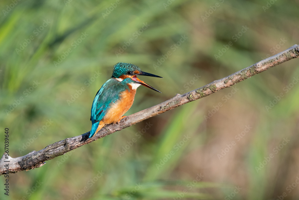 Common kingfisher with squawking with open beak. At Lakenheath Fen nature reserve in Suffolk, UK Common kingfisher with squawking with open beak. At Lakenheath Fen nature reserve in Suffolk, UK