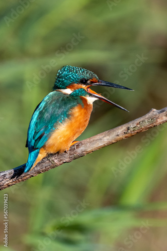 Common kingfisher with squawking with open beak. At Lakenheath Fen nature reserve in Suffolk, UK
