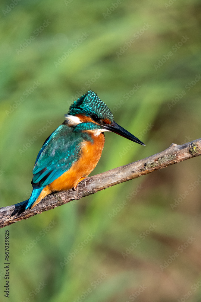 Female common kingfisher sitting in the wind on a perch with ruffled feathers. At Lakenheath Fen nature reserve in Suffolk, UK Female common kingfisher sitting in the wind on a perch with ruffled feathers. At Lakenheath Fen nature reserve in Suffolk, UK