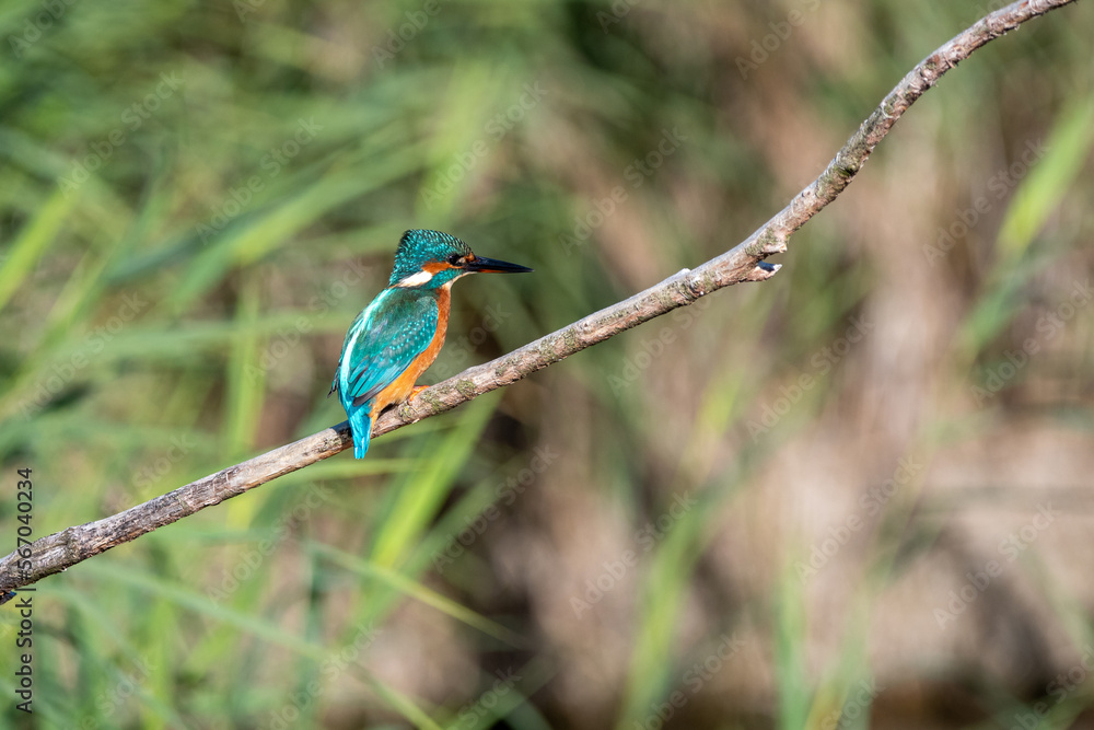 Female common kingfisher perched on a branch against a green flora background. At Lakenheath Fen nature reserve in Suffolk, UK Female common kingfisher perched on a branch against a green flora background. At Lakenheath Fen nature reserve in Suffolk, UK