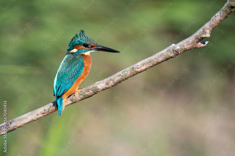 Female common kingfisher sitting in the wind on a perch with ruffled feathers. At Lakenheath Fen nature reserve in Suffolk, UK Female common kingfisher sitting in the wind on a perch with ruffled feathers. At Lakenheath Fen nature reserve in Suffolk, UK