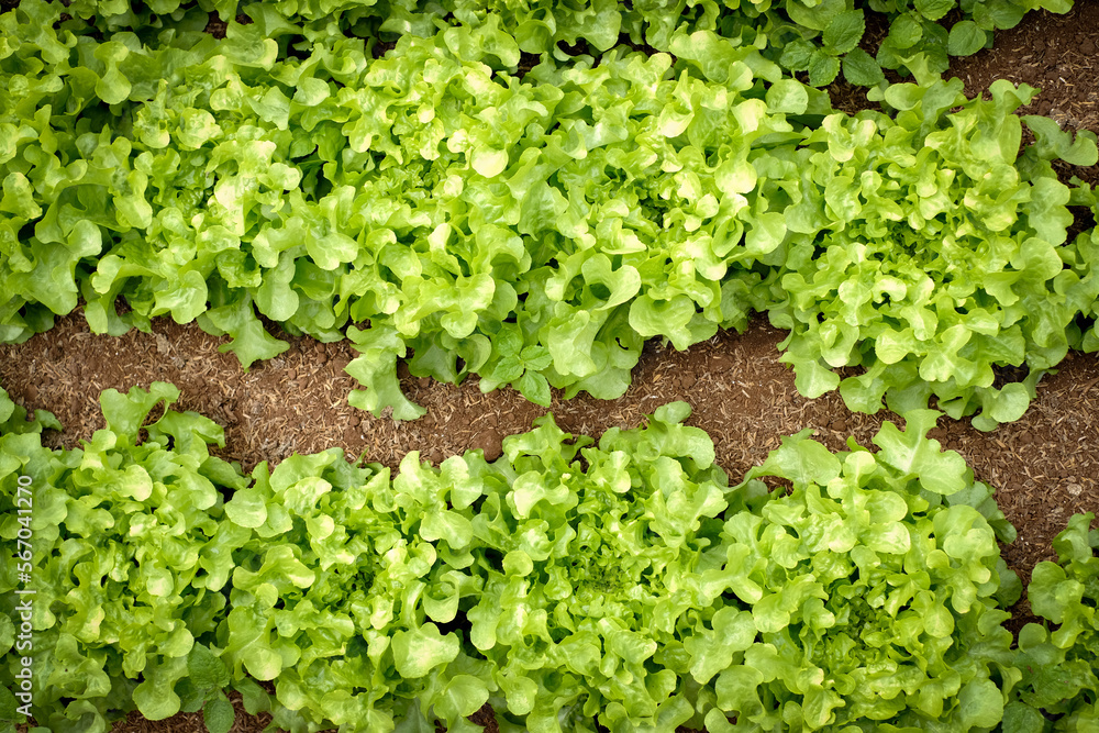 Organic vegetable farm , person planting a seedling, Garden soil ,Dipping water system for plant vegetable. Organic vegetable farm , person planting a seedling, Garden soil ,Dipping water system for plant vegetable.