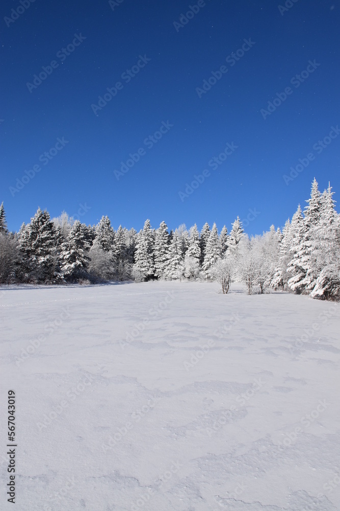 A frosty forest under a blue sky, Sainte-Apolline, Québec, Canada