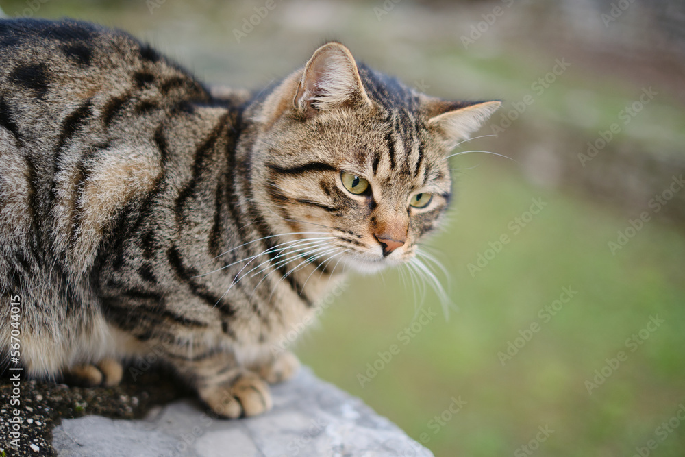 Beautiful stripped cat with a green eyes is sitting on a rock on a green background.