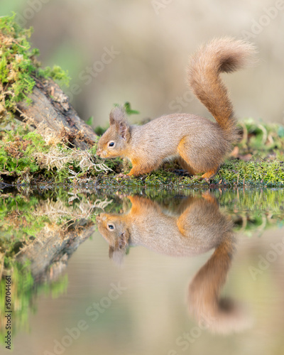 red squirrel reflection 