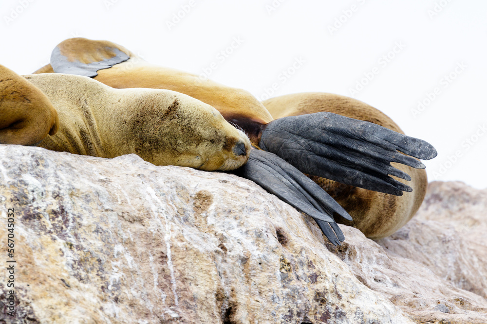 Obraz premium Lobo marino de dos pelos (Arctophoca australis) en la costa de la isla pinguino, Santa Cruz, Argentina. Parque Interjurisdiccional Marino Isla Pinguino.