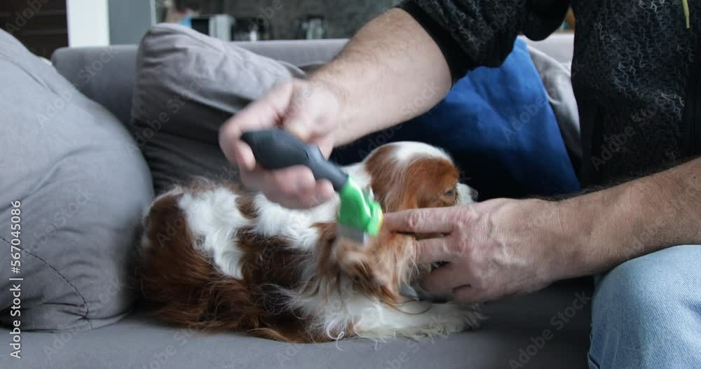 Woolly spaniel lying on sofa. Adult man combing out fur of puppy with furminator, side view. Home grooming. Woolly spaniel lying on sofa. Adult man combing out fur of puppy with furminator, side view. Home grooming.