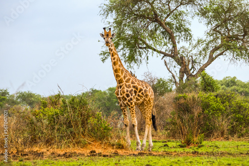 An adult giraffe standing under acacia tree. Paraa savanna in Murchison falls national park, Uganda. photo