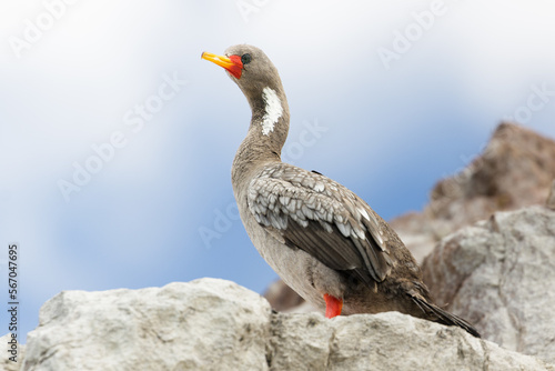 Un cormoran gris, Phalacrocorax gaimardi en los acantilados de la Reserva Natural Ria Deseado. Santa Cruz, Argentina