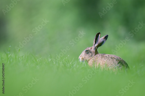 brown hare  © martyn