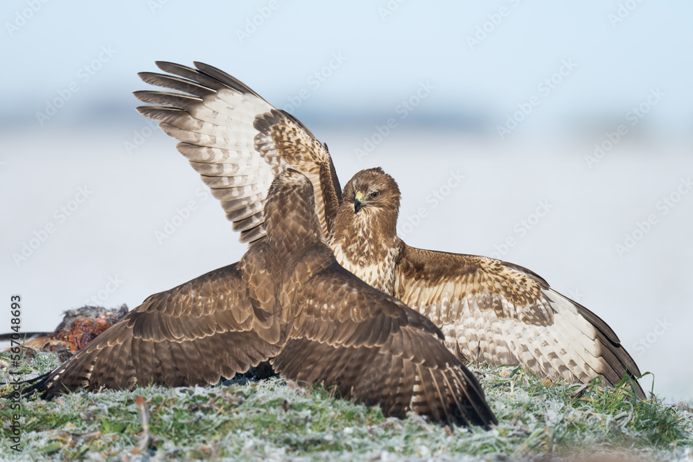 Fototapeta premium buzzards fighting 