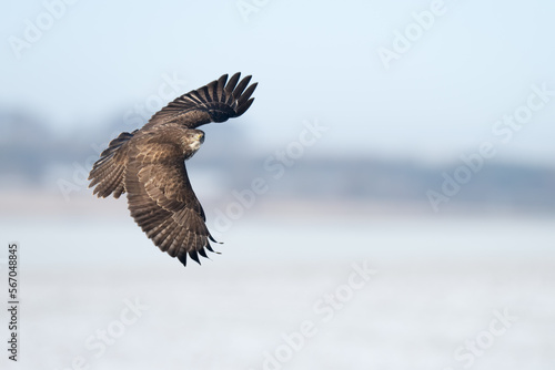 buzzard flying in the snow