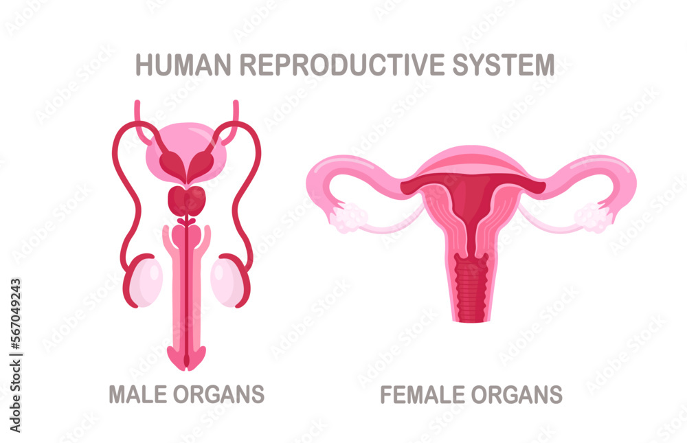 Reproductive Organs In Humans Human Reproductive System. Male and Female internal organs. Medicine ...