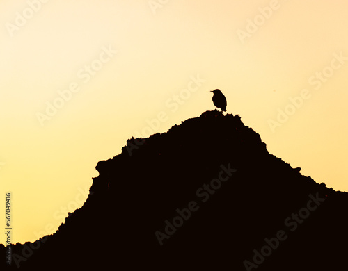 In silhouette Sahara desert bird posed in the summit of a rocky mountain and looking to the left. Dark foreground and shiny yellow sky back light in background.