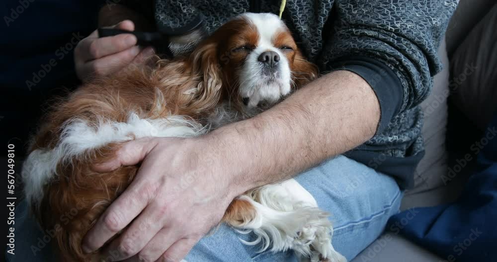 Happy spaniel lying on male legs and closing eyes. Camera zooming, closeup. Adult man combing out fur of sleeping puppy. Happy spaniel lying on male legs and closing eyes. Camera zooming, closeup. Adult man combing out fur of sleeping puppy.