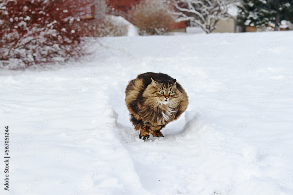 Eine dicke flauschige Norwegische Waldkatze rennt schnell durch den Schnee