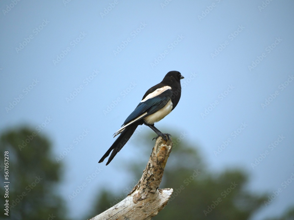 A magpie perched on a branch of a tree, soft background A magpie perched on a branch of a tree, soft background