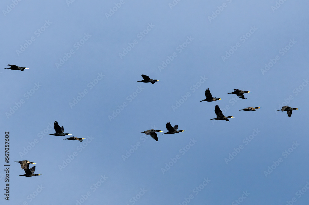 渡り鳥の空お飛ぶウミウ 渡り鳥の空お飛ぶウミウ