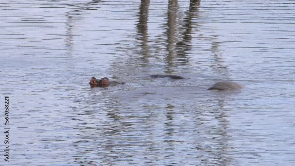 A bare tree is reflected in the shimmering water of a lake where a pod of hippos is submerged and surfaces to breath. A bare tree is reflected in the shimmering water of a lake where a pod of hippos is submerged and surfaces to breath.