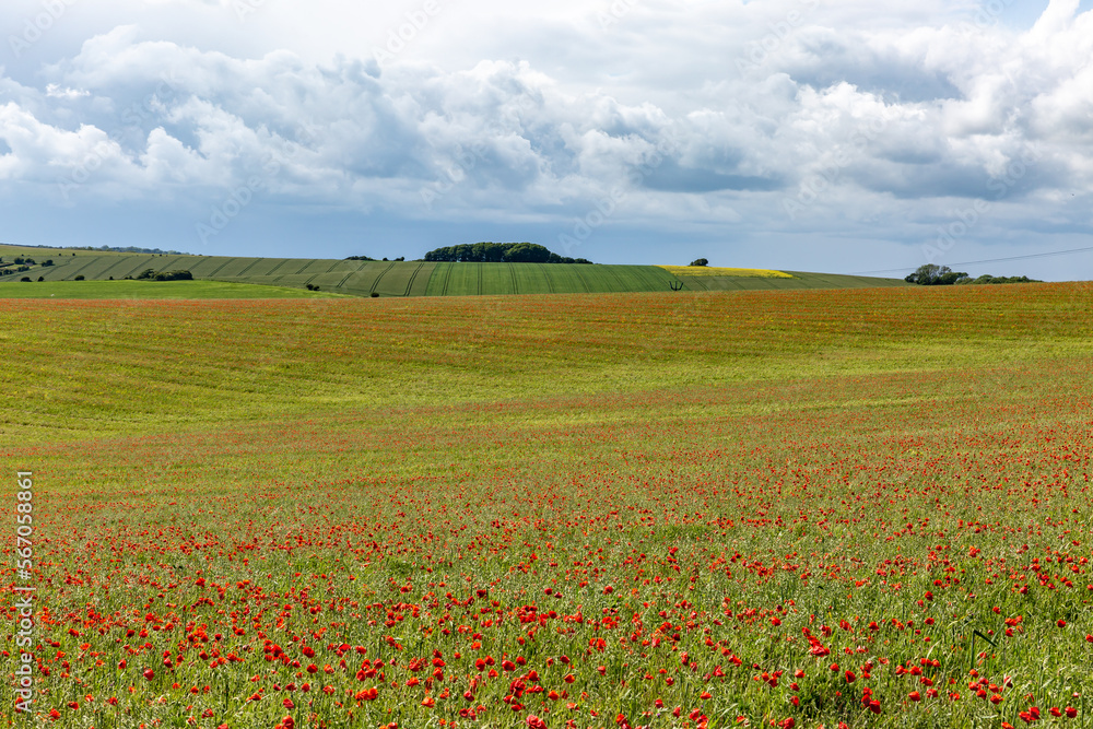 Poppies growing in the Sussex countryside on a sunny early summer's day