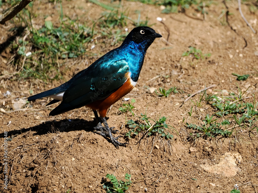 Superb starling (Lamprotornis chalybaeus) on ground Superb starling (Lamprotornis chalybaeus) on ground