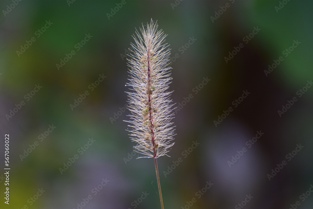 Le Pennisetum alopecuroides ou Herbe aux écouvillons Le Pennisetum alopecuroides ou Herbe aux écouvillons
