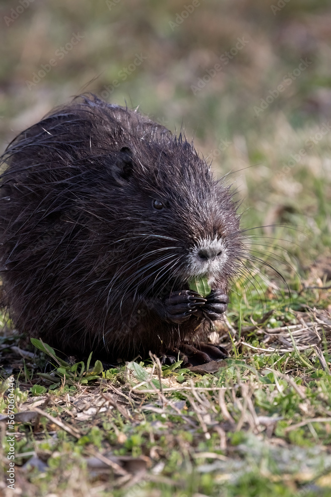 Nutria Myocastor coypus or coypu, is a semiaquatic rodent and invasive species.