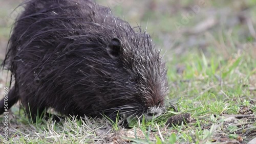 Nutria Myocastor coypus or coypu, is a semiaquatic rodent and invasive species.