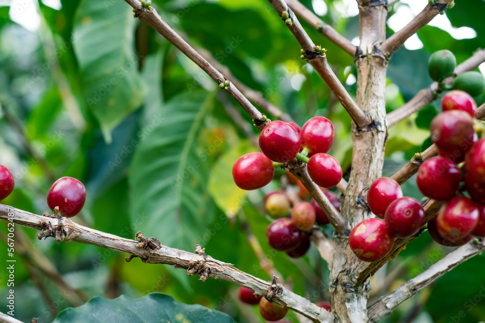 red berries coffee on a branch.