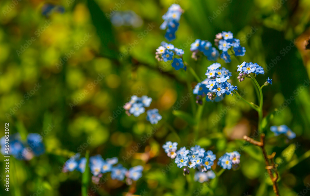 Spring flowers under the rays of sunlight. Lilac flower close-up. Beautiful landscape of nature. Hi spring. Beautiful flowers on a green meadow. Spring flowers under the rays of sunlight. Lilac flower close-up. Beautiful landscape of nature. Hi spring. Beautiful flowers on a green meadow.