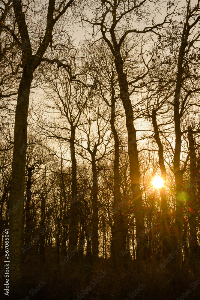 Fototapeta premium sunset in the forest