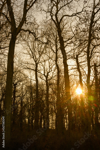 sunset in the forest
