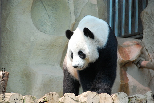 giant panda bear standing on the rock with grey wall for background and decorate wallpaper