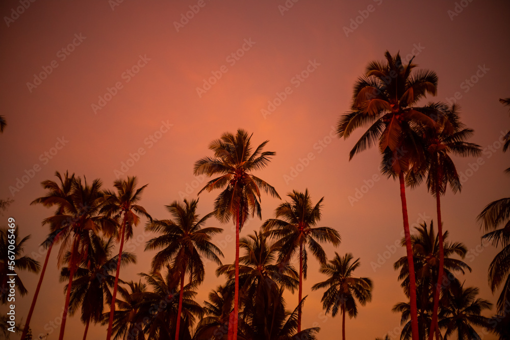Tall palm trees against a bright orange sky at sunset on the sea coast. Travel and tourism