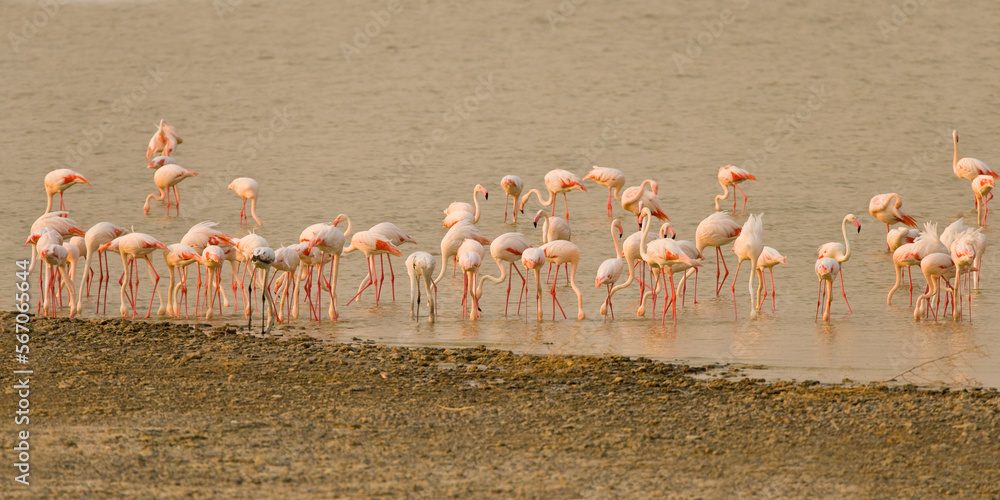  Greater flamingo's (Phoenicopterus roseus) foraging in a salt lake, Sowa Pan Botswana - obrazy, fototapety, plakaty 
