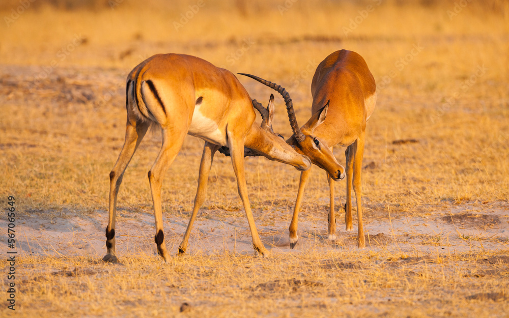 Two Impala bucks (Aepyceros melampus) fighting
Two Impala bucks (Aepyceros melampus) fighting