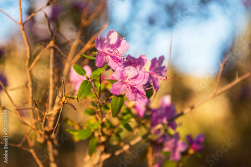 Flowering rhododendron in t...