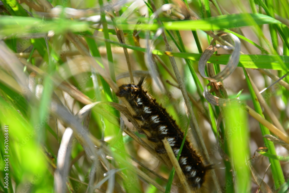 black caterpillar on the green stem in the green grass isolated, macro black caterpillar on the green stem in the green grass isolated, macro