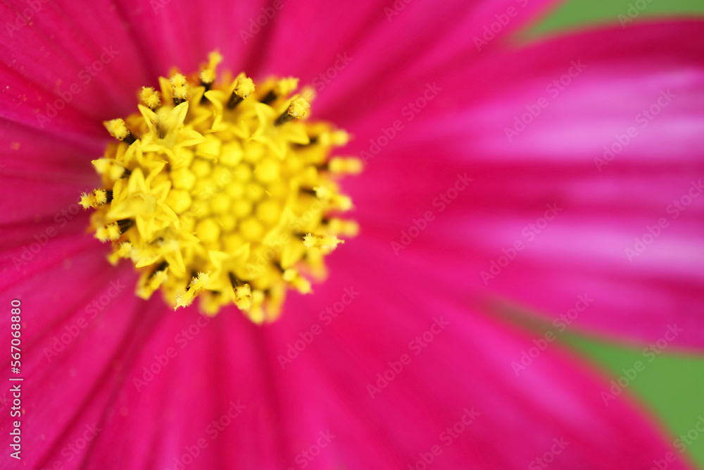 Closeup Incredible Details of the Pollen of Cosmos or Mexican Aster Closeup Incredible Details of the Pollen of Cosmos or Mexican Aster