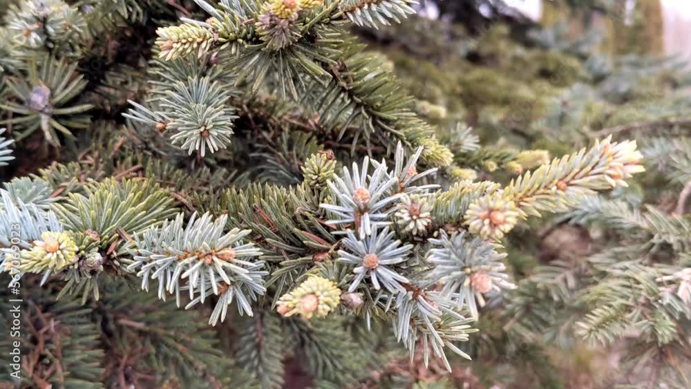 Blue spruce tree. Close-up green fir tree branch. Cloudy winter day outdoors Blue spruce tree. Close-up green fir tree branch. Cloudy winter day outdoors