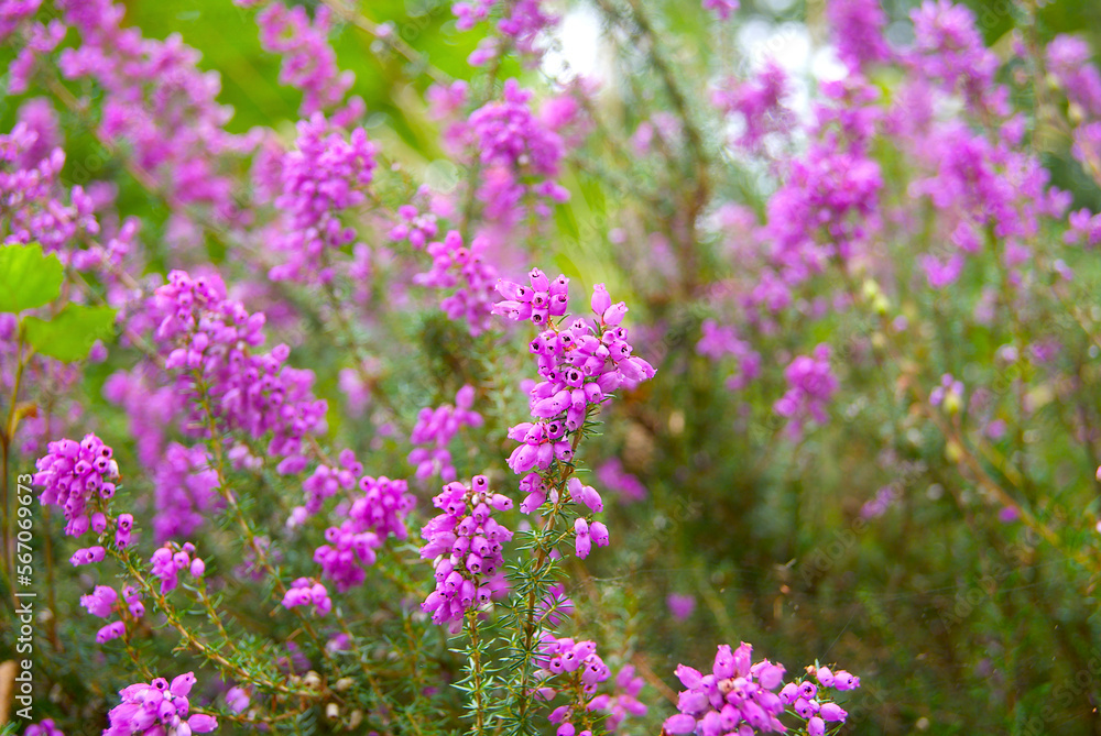 Pink heather flowers. Pink nature background.